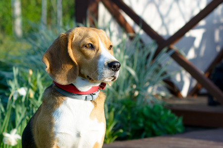 Beagle dog portrait outdoor.の写真素材