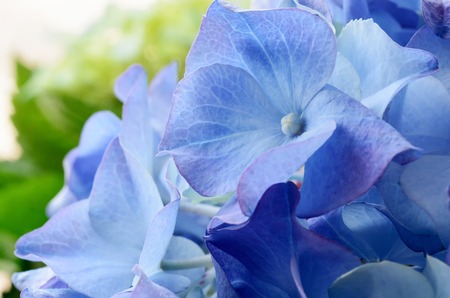 Blue Hydrangea flower macro shot.の写真素材
