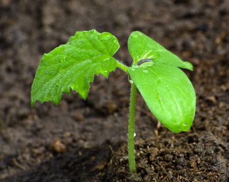 Young seedlings of cucumbers in a gardenの写真素材