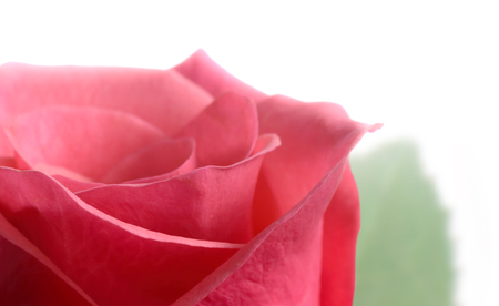 Pink rose macroの写真素材