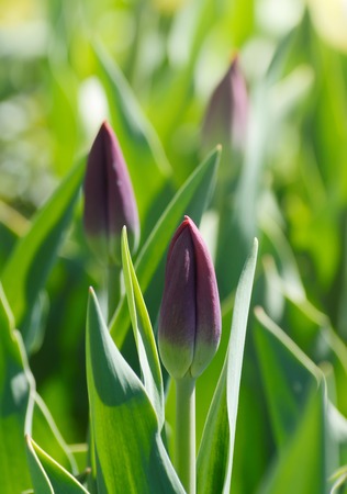Violet purple tulips growing on a field at springtime. Selective focus with shallow DOFの写真素材