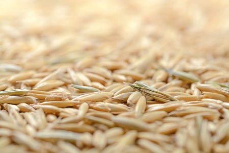 Oat grains backgroundの写真素材