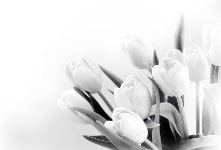 White tulips on white background bwの写真素材