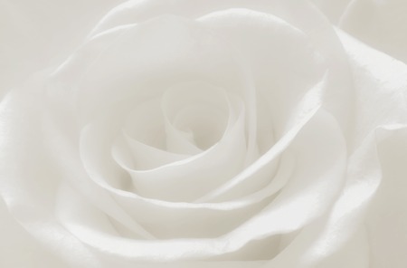 Close up white rose petals macro, abstract soft white backgroundの写真素材