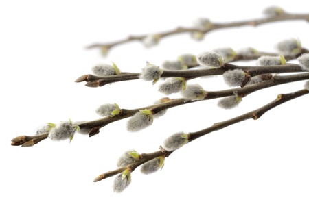 Willow branches on white background. Closeup with shallow DOFの写真素材