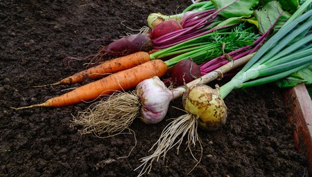 A pile of a Fresh organic vegetables with leaves on the groundの写真素材