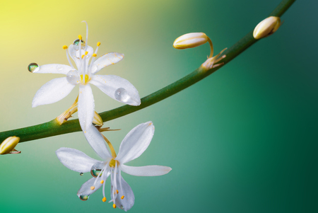 Beautiful dew drops on blossoming flowersの写真素材