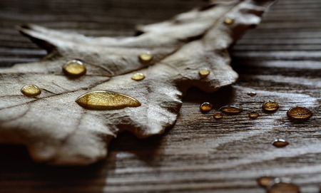 Drops on Dry oak leaf.