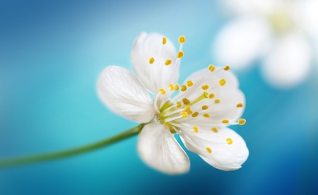 Blossoming white cherry flower macroの写真素材