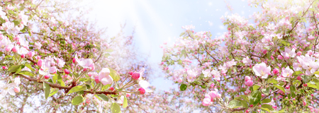 Branches of blossoming pink apple on light blue sky background panoramic viewの写真素材