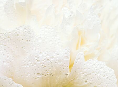 Close up of white flower with dew drops on petals.の写真素材