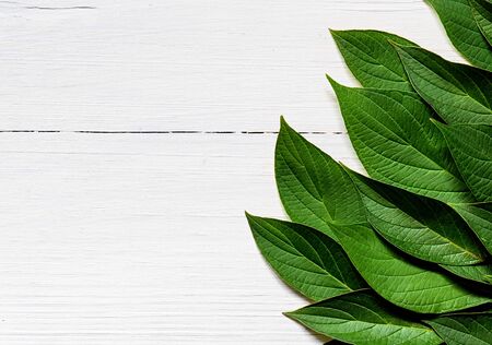 Green leaves on white wooden background. Copy spaceの写真素材