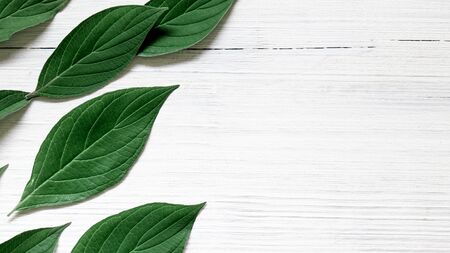 Green leaves on white wooden background. Copy spaceの写真素材