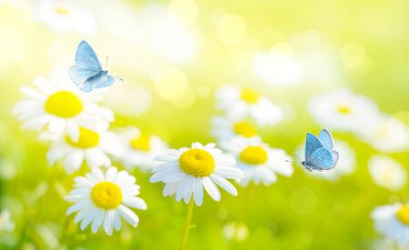 Flying butterflies on daisy flowers fieldの写真素材