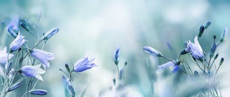 Lilac bellflowers on a blurred blue backgroundの写真素材