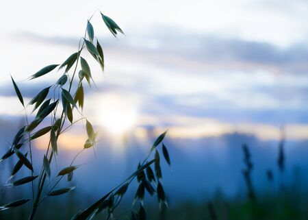 Oats field at sunset with blue fogの写真素材