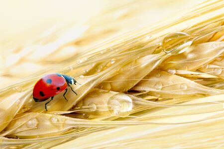 Ripe barley ears with dew droplets and ladybugの写真素材
