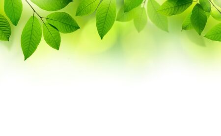 Green leaves border background.の写真素材