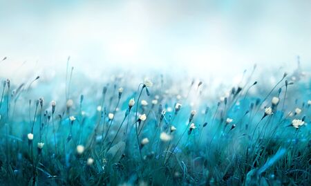 Misty morning in the meadow.の写真素材