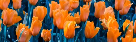 Blooming orange tulips growing on a field. Artistic image, author processing. Selective focus,...