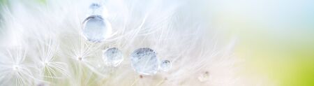 Dandelion seed with dew drops. Beautiful soft spring background. Copy space. Soft focus abstract background.の写真素材