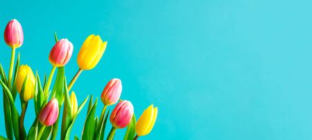 Spring flowers banner, flyers, card template - tulip flowers on aqua blue background. Top view, copy...