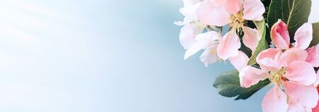 Spring apple blossoms on blue bokeh background. Spring border, web banner.の写真素材