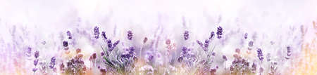 Lavender in flower field wide panoramic viewの写真素材