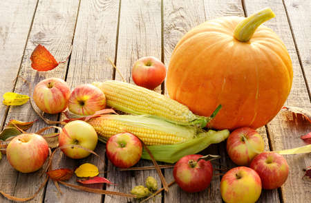 Autumn harvest of pumpkin apples and corn on the wooden planksの写真素材