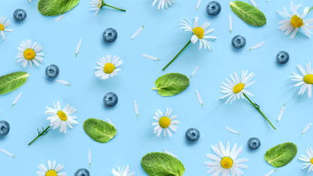 Daisy or camomile flowers with blueberry and mint leaves on blue background. Soft spring patternの写真素材