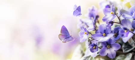 Soft Purple flowers of of violet with flying butterfly on blur spring backgroundの写真素材