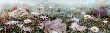 Misty morning in the Autumn park. Soft nature backgroundの写真素材