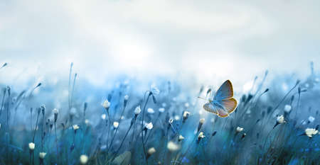 Mysterious soft blue misty morning in the meadow with flying butterflyの写真素材