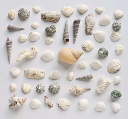 Seashells collection on a white background