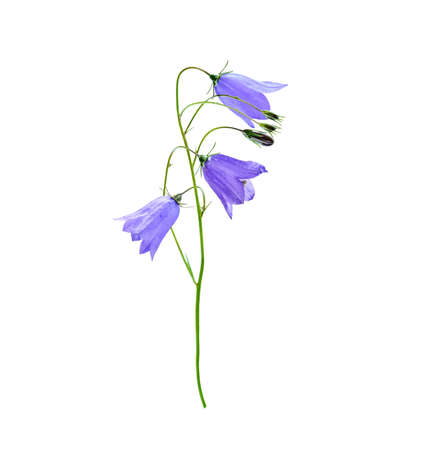Wild flower bluebell of Campanula persicifolia also known as lilac bluebell, harebell, ladys thimble isolated on white background.の写真素材