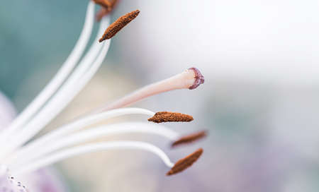 Lily flower close-up bluish pink background. Copy spaceの写真素材