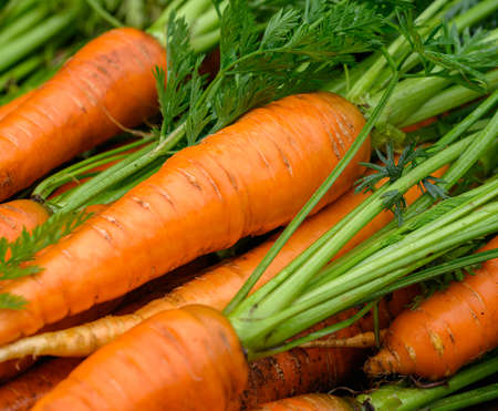 Crop of Fresh organic washed carrots with green tops