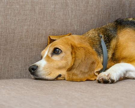 Beagle dog female lying on sofa sofaの写真素材