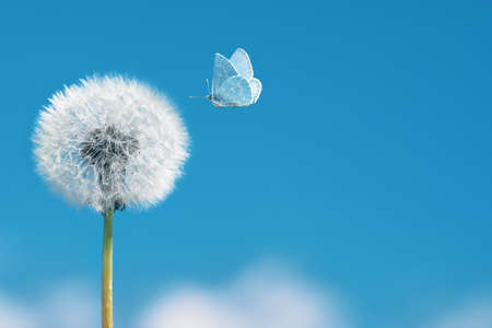 White dandelion with flying butterfly on blue sky background. Copy spaceの写真素材