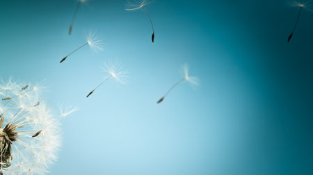 White dandelion with seeds flying away on a blue nature background. Closeupの写真素材