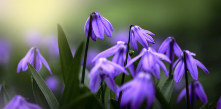 Puprle snowdrops on a blurred nature background