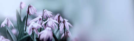 Puprle snowdrops on a blurred nature backgroundの写真素材