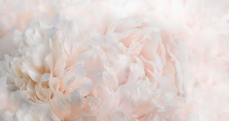 White and pale pink peony background, closeup texture of peonies