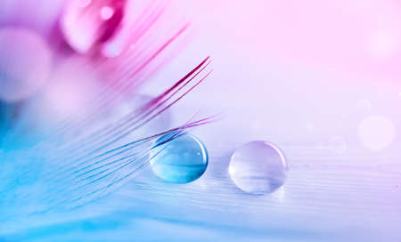Water droplets on feather on turquoise pink blurred background.の写真素材