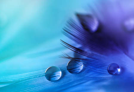 Water droplets on feather on turquoise blurred background.の写真素材