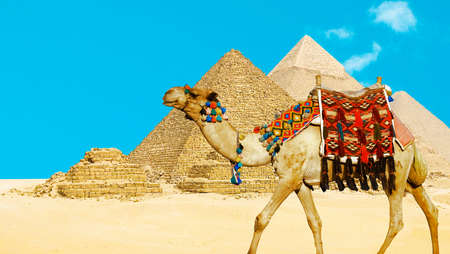 Camel in front of the pyramids Giza, Egypt