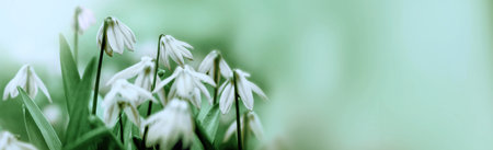 White snowdrops on green a blurred nature backgroundの写真素材