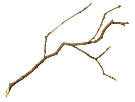 A twisted branch stands out against a white background, creating a striking visual effectの写真素材