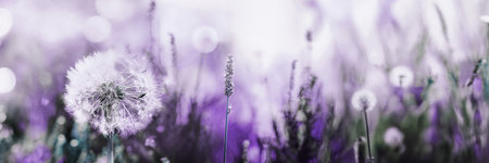 Dreamy Dandelions are beautifully blooming in a vast Lavender Field, creating a vibrant sceneの写真素材