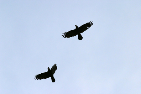 Two birds flying over blue sky.の写真素材